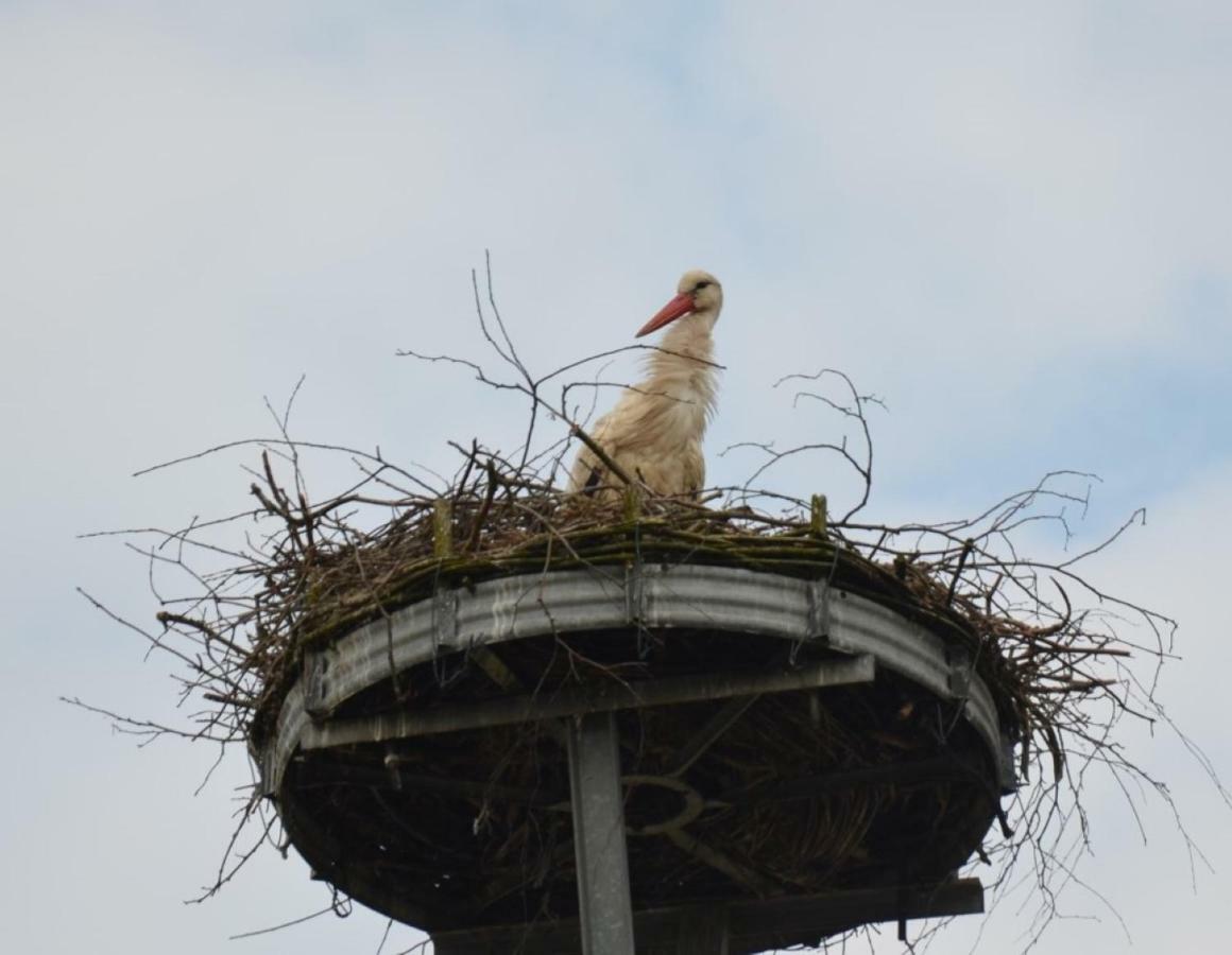 Storchennest An Der Spree In Radinkendorf Lejlighed Beeskow Eksteriør billede